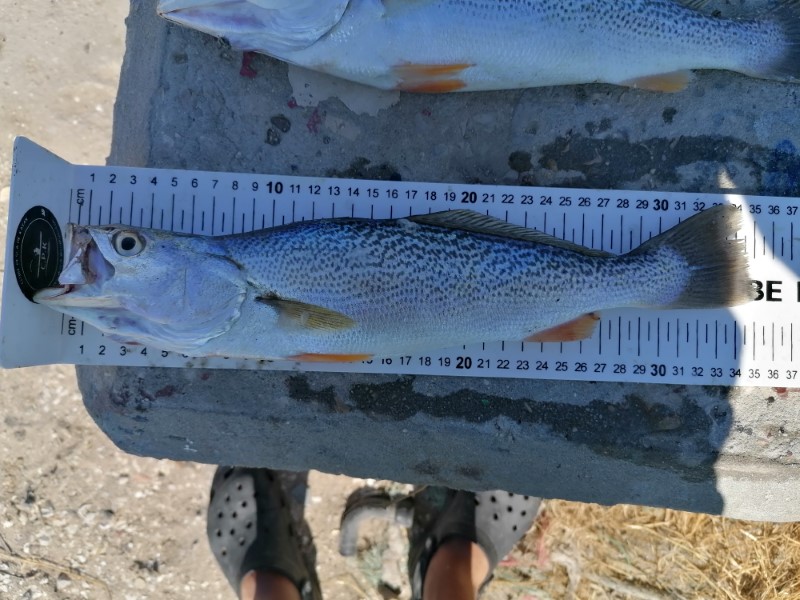 Fish Measure Picture