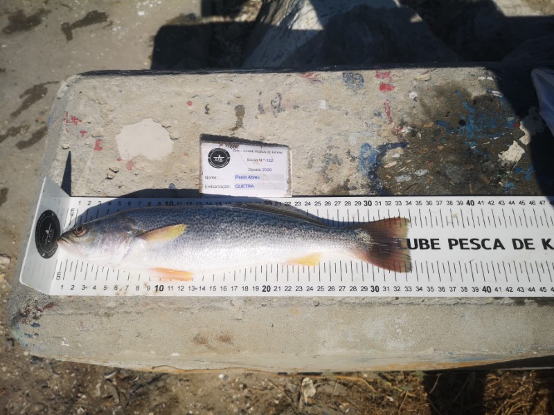 Fish Measure Picture