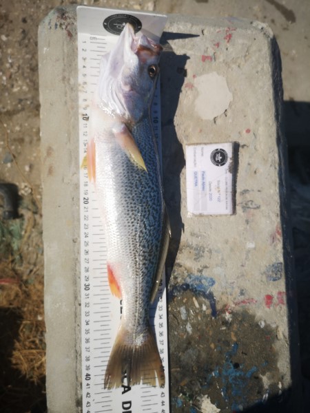 Fish Measure Picture