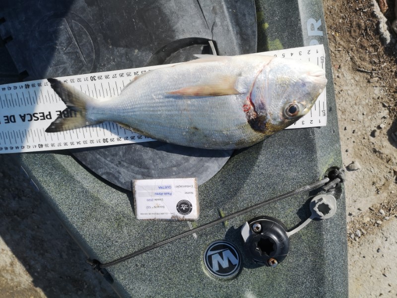 Fish Measure Picture
