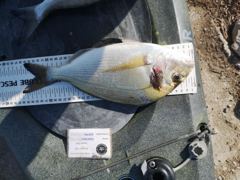 Fish Measure Picture