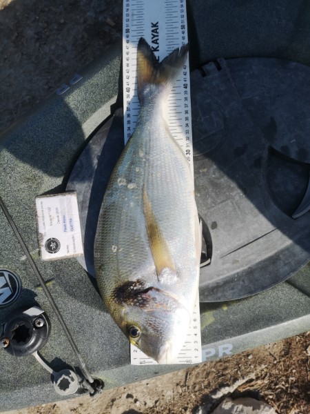 Fish Measure Picture