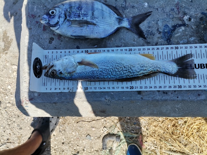 Fish Measure Picture