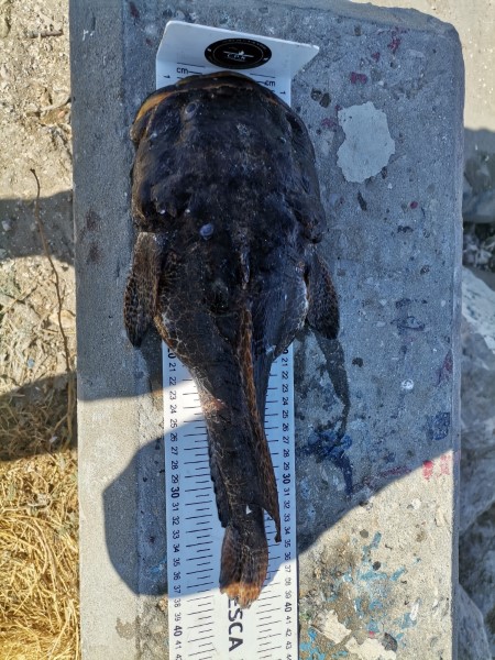 Fish Measure Picture