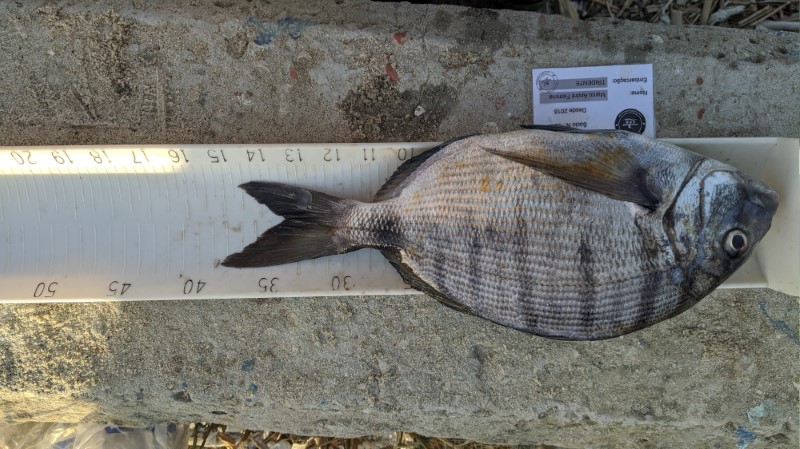 Fish Measure Picture