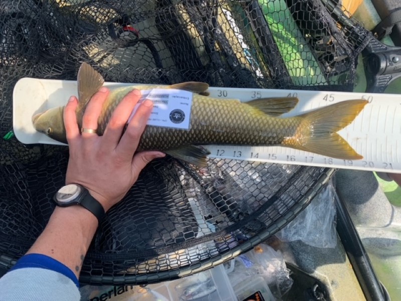 Fish Measure Picture