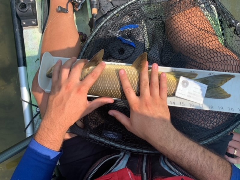 Fish Measure Picture