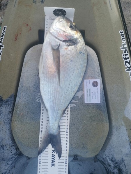 Fish Measure Picture