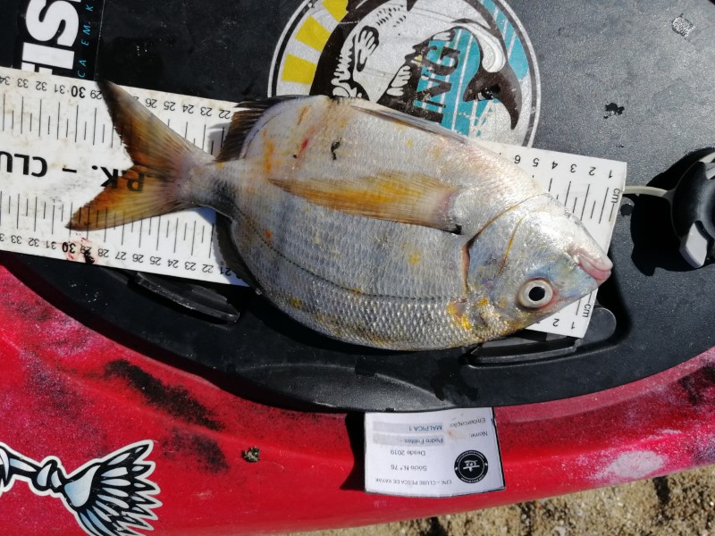 Fish Measure Picture