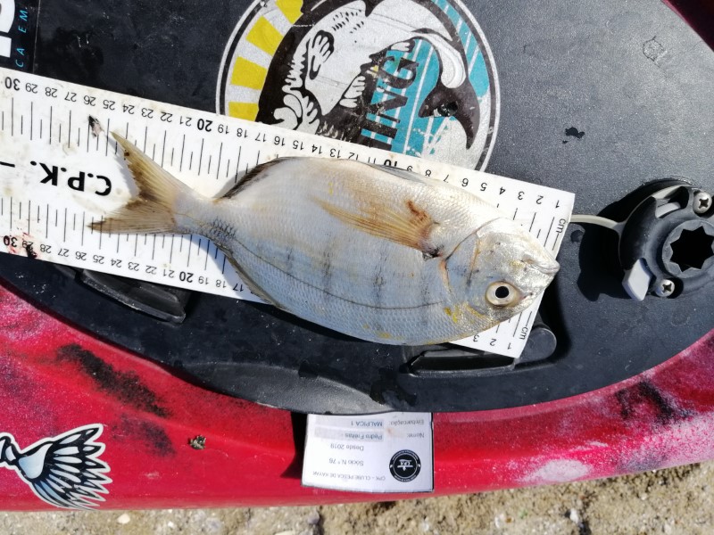 Fish Measure Picture