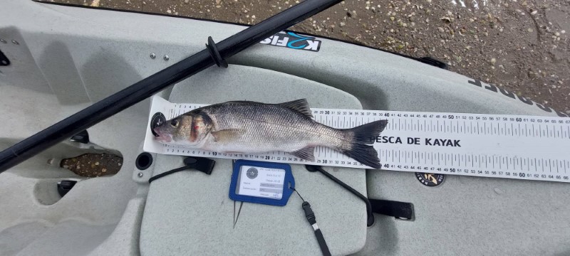 Fish Measure Picture