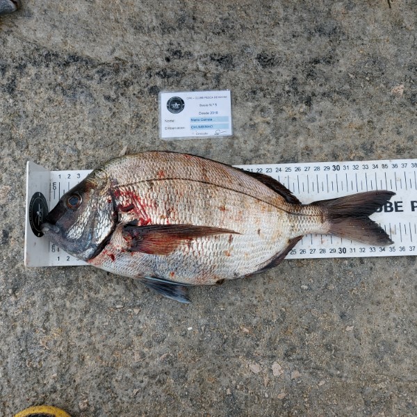 Fish Measure Picture