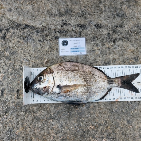 Fish Measure Picture