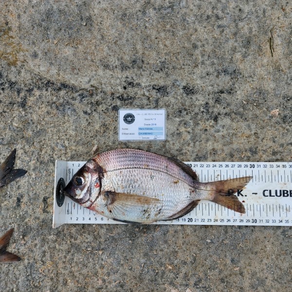Fish Measure Picture