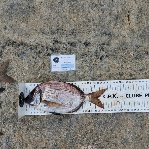 Fish Measure Picture