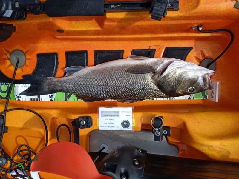Fish Measure Picture