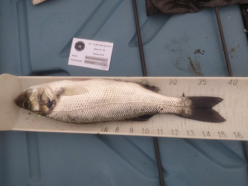 Fish Measure Picture