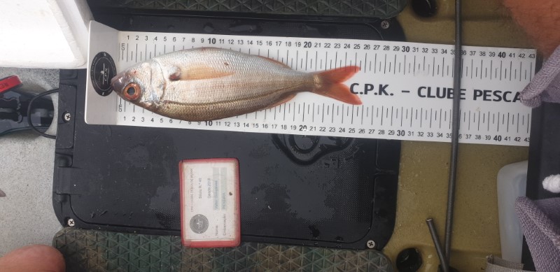 Fish Measure Picture