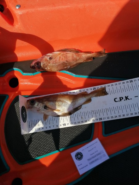 Fish Measure Picture