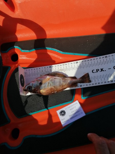 Fish Measure Picture