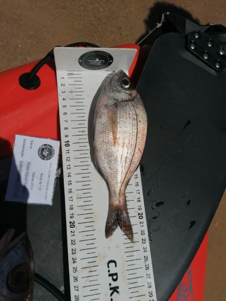Fish Measure Picture