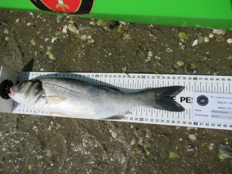 Fish Measure Picture