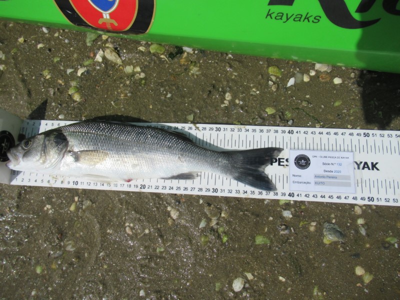 Fish Measure Picture