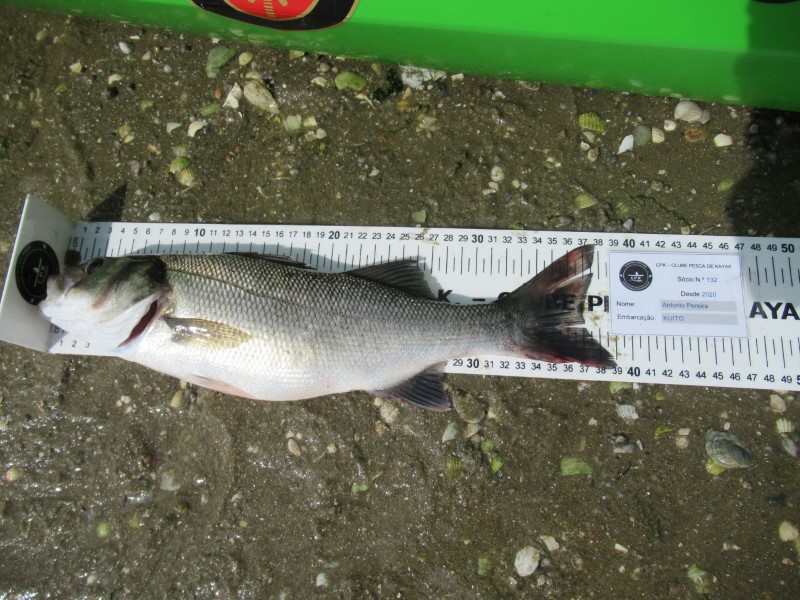 Fish Measure Picture