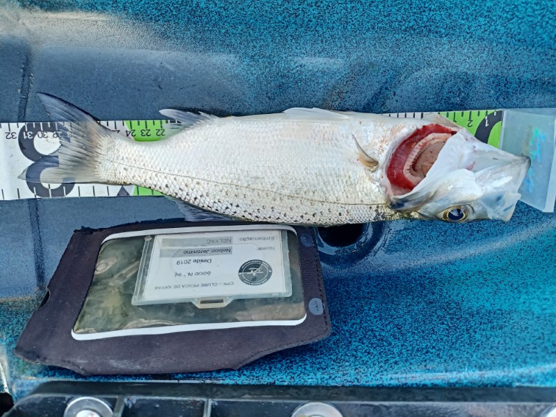 Fish Measure Picture