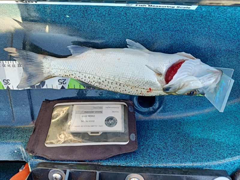 Fish Measure Picture