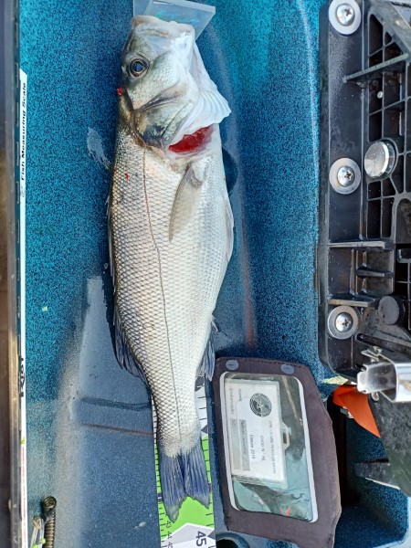 Fish Measure Picture