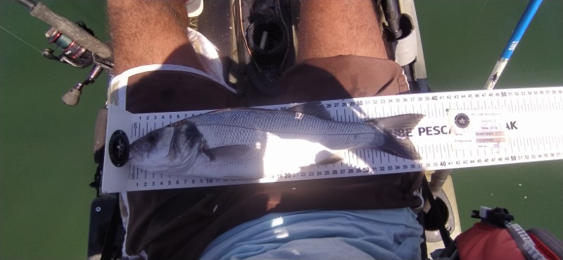 Fish Measure Picture