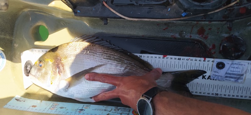 Fish Measure Picture