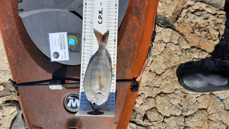 Fish Measure Picture