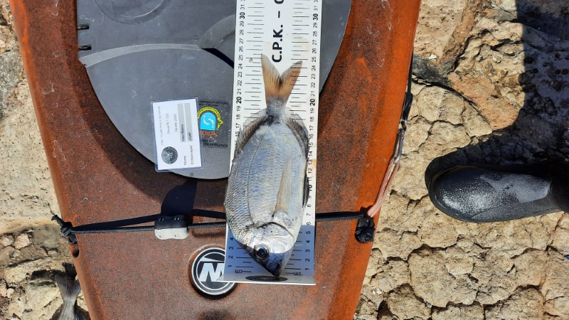 Fish Measure Picture