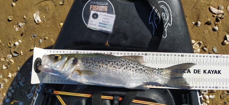 Fish Measure Picture
