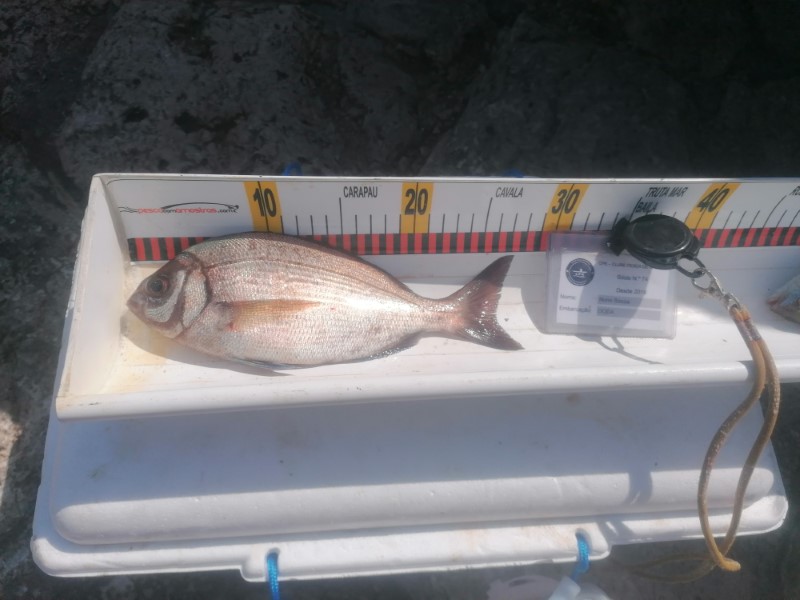 Fish Measure Picture