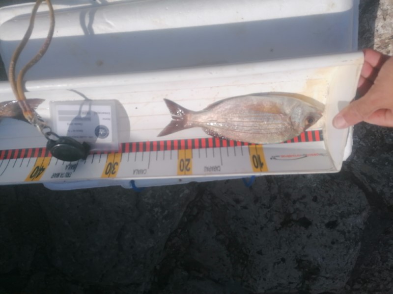Fish Measure Picture