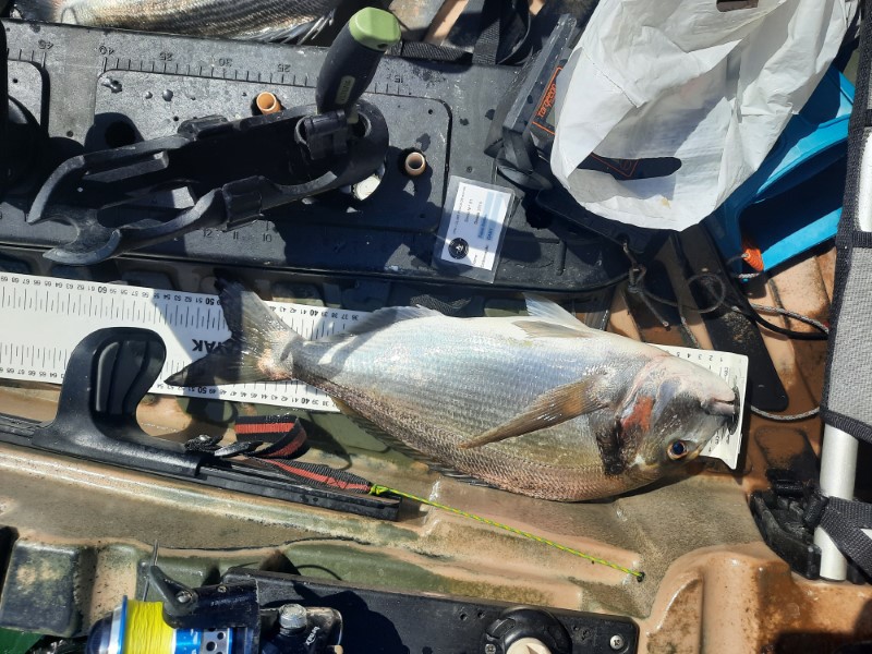 Fish Measure Picture