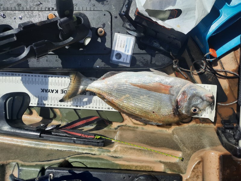 Fish Measure Picture
