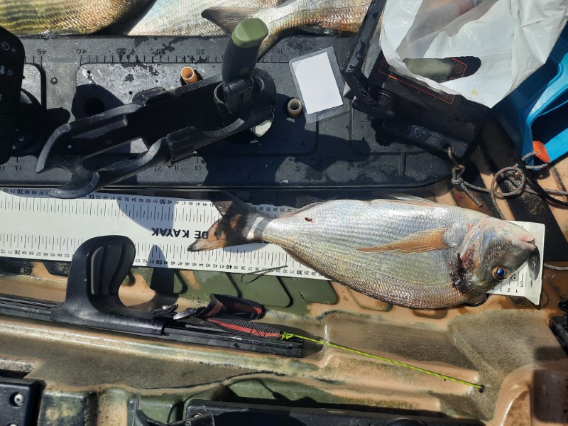 Fish Measure Picture