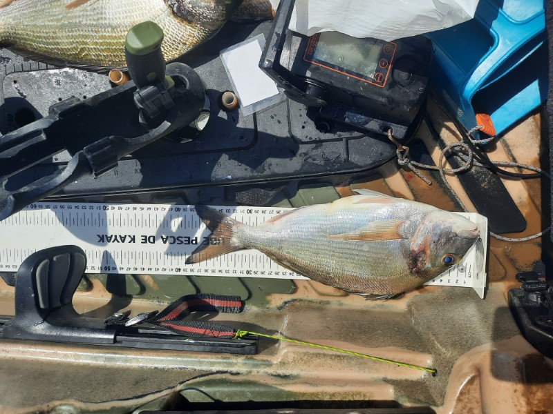 Fish Measure Picture