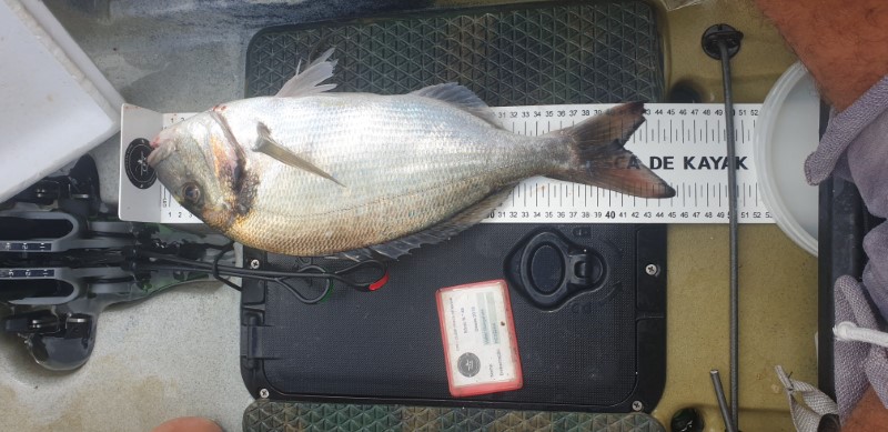 Fish Measure Picture