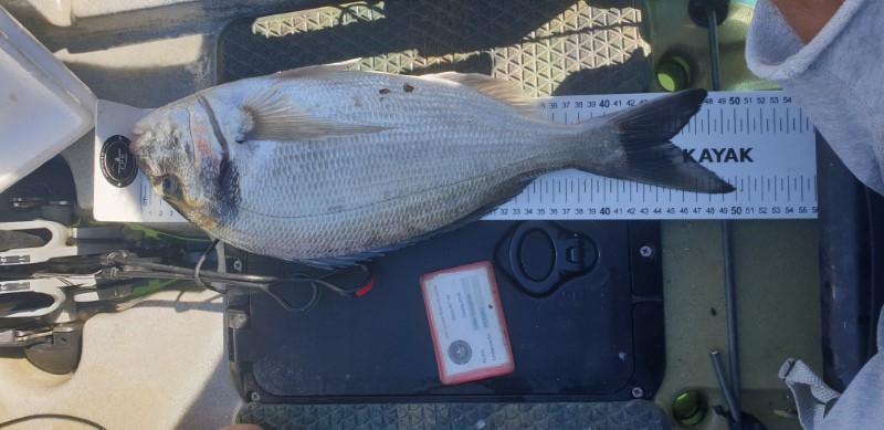 Fish Measure Picture