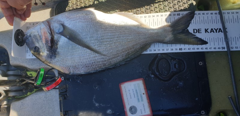 Fish Measure Picture