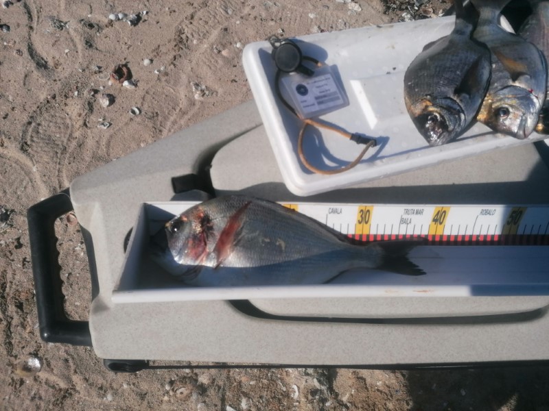 Fish Measure Picture