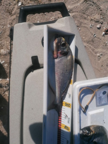 Fish Measure Picture
