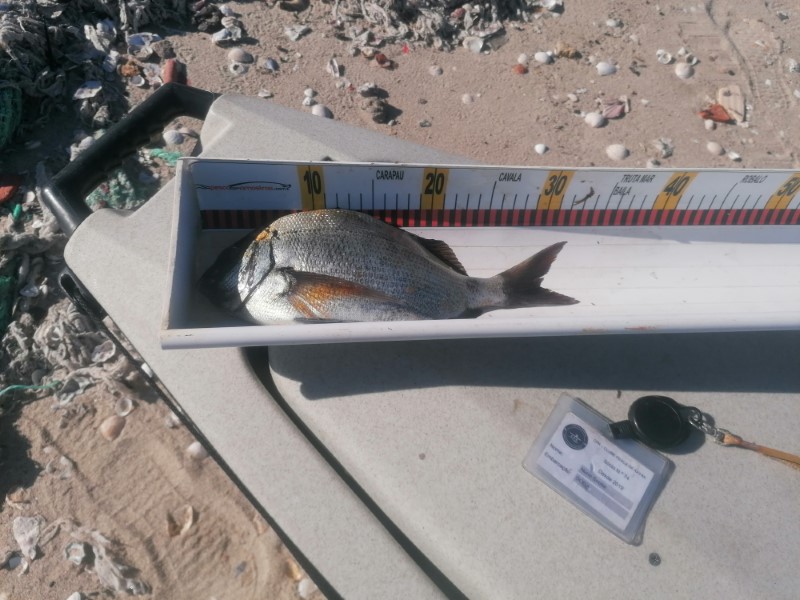 Fish Measure Picture