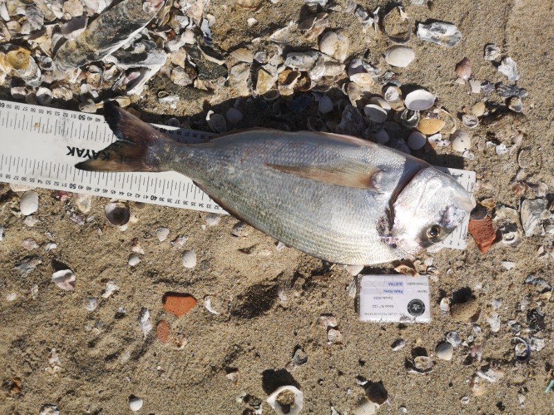 Fish Measure Picture