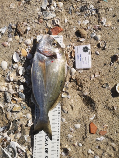 Fish Measure Picture